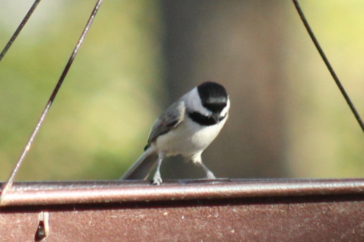 Carolina Chickadee - ML647208832