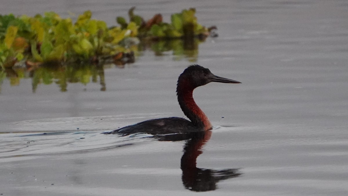 Great Grebe - ML647208833