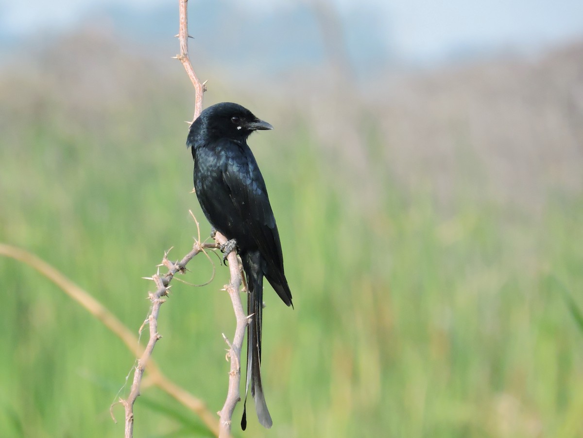 Black Drongo - ML647208834