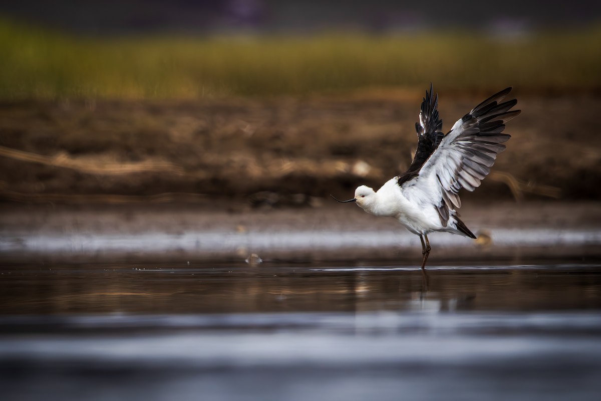 Andean Avocet - ML647208835