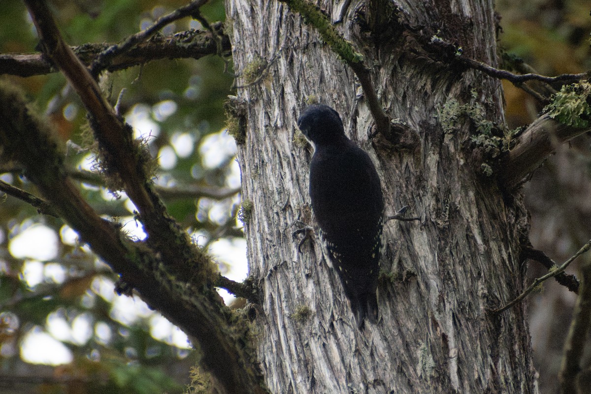 Black-backed Woodpecker - ML647208836