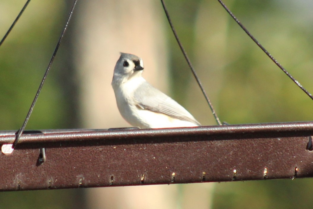 Tufted Titmouse - ML647208837