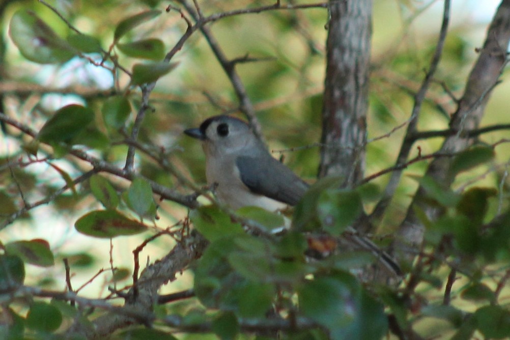 Tufted Titmouse - ML647208838