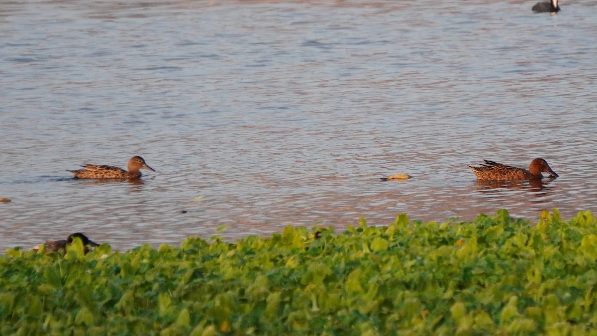 Cinnamon Teal - ML647208839