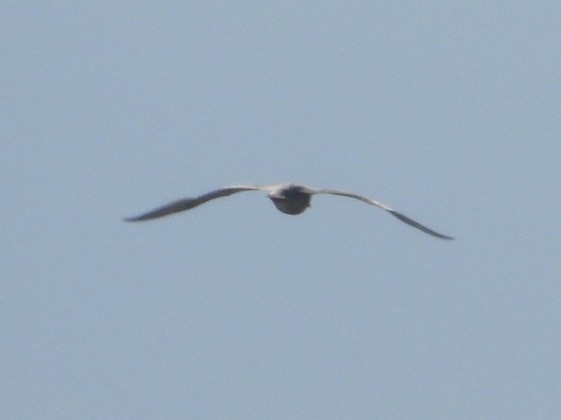 Glaucous Gull - ML647208857