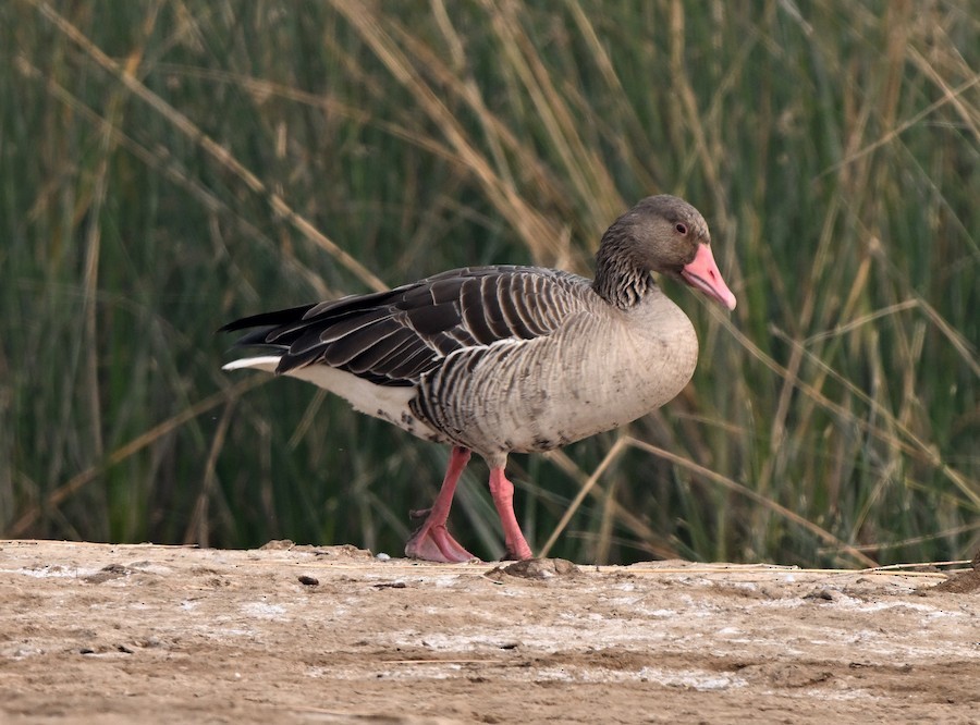 Graylag Goose - ML647208863