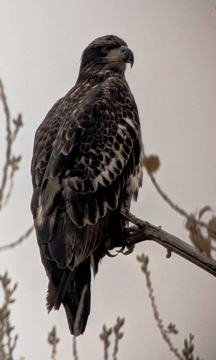 Bald Eagle - ML647208873