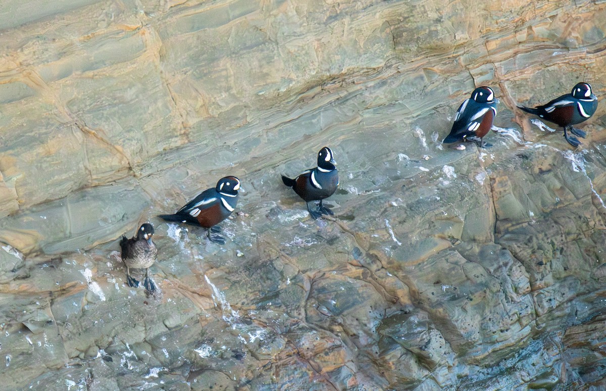 Ahate arlekina - ML647208875