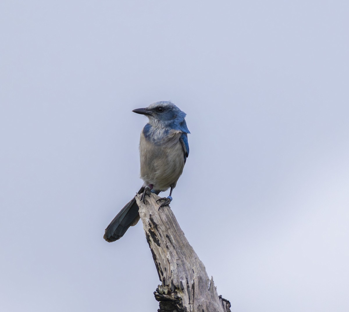 Florida Scrub-Jay - ML647208876