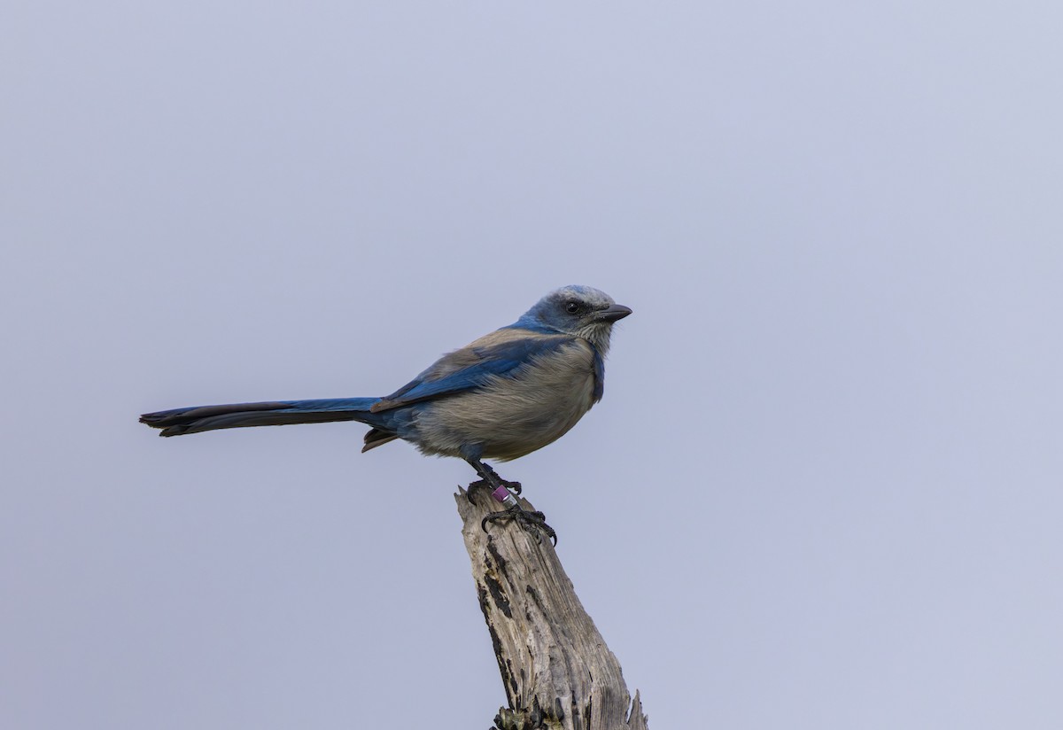 Florida Scrub-Jay - ML647208881