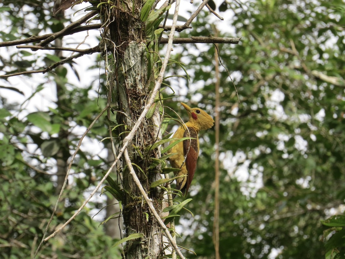 Cream-colored Woodpecker - ML647208882