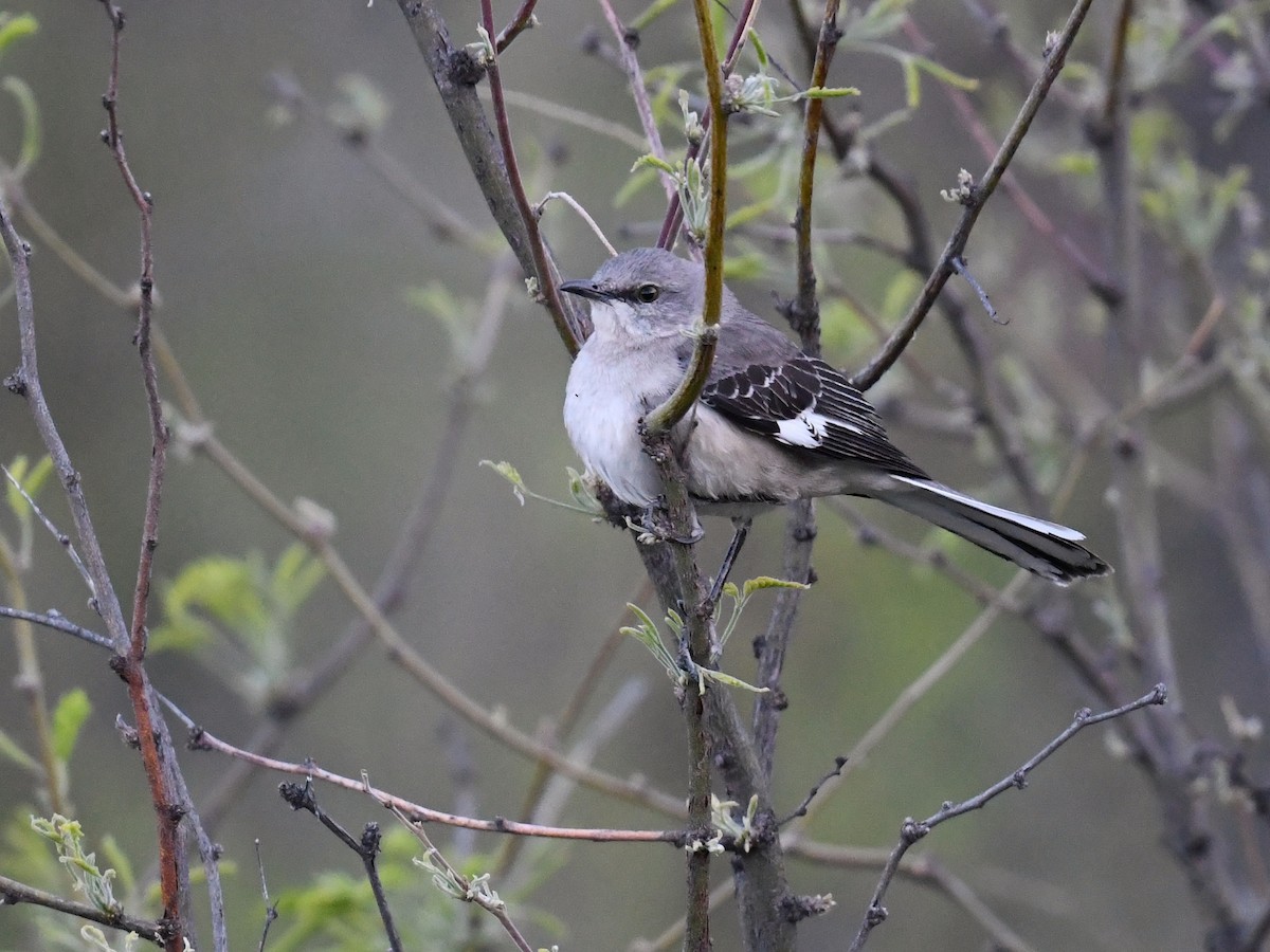 Northern Mockingbird - ML647208887