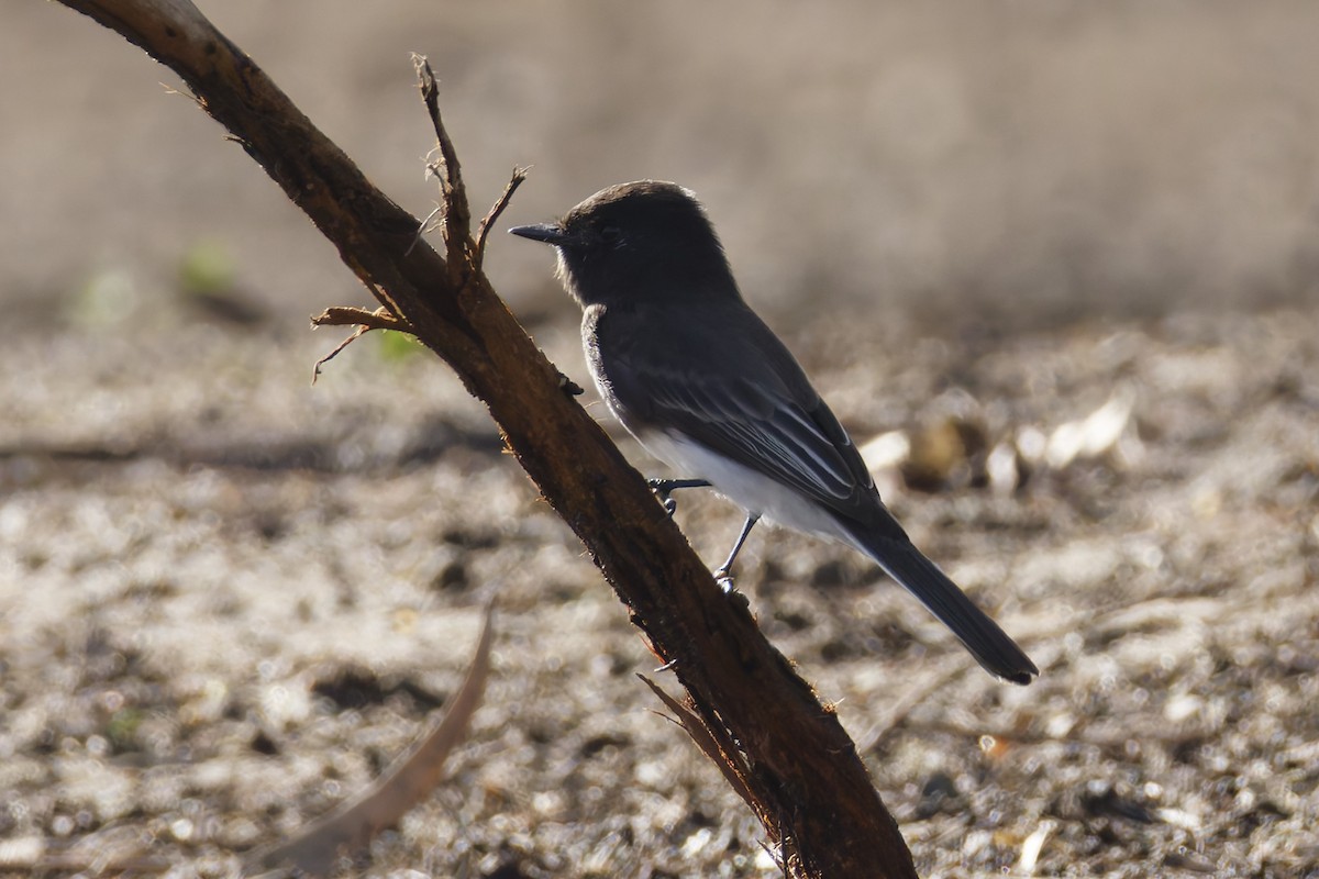 Black Phoebe - ML647208903