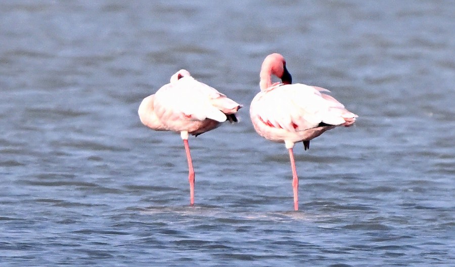 Малый фламинго - ML647208930