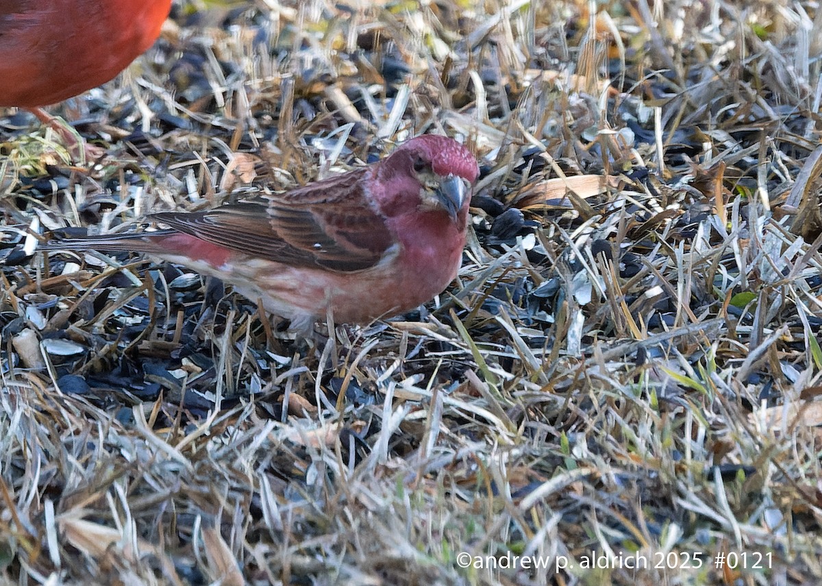 ムラサキマシコ - ML647208934