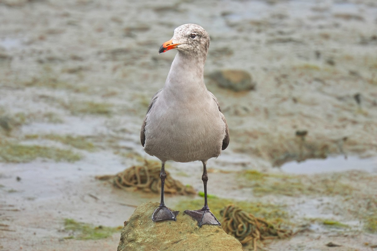 Gaviota Mexicana - ML647208935