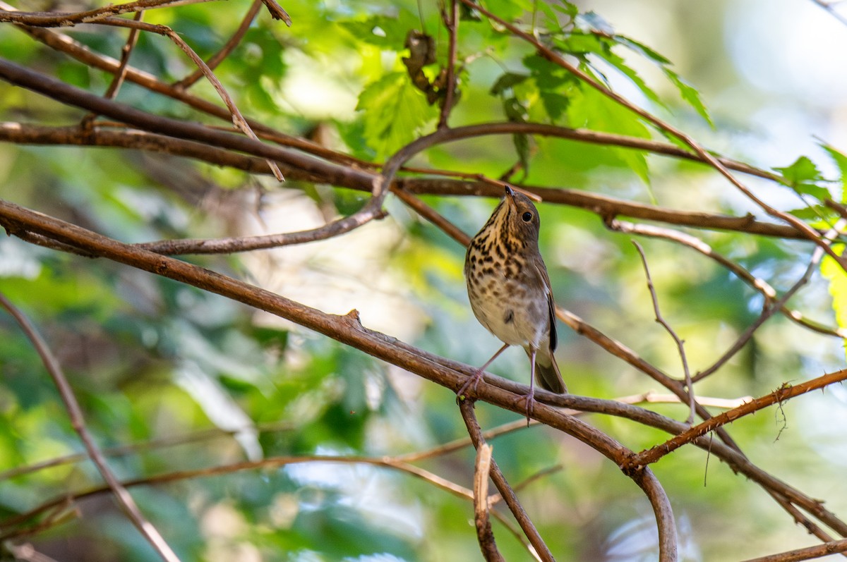Hermit Thrush - ML647208941