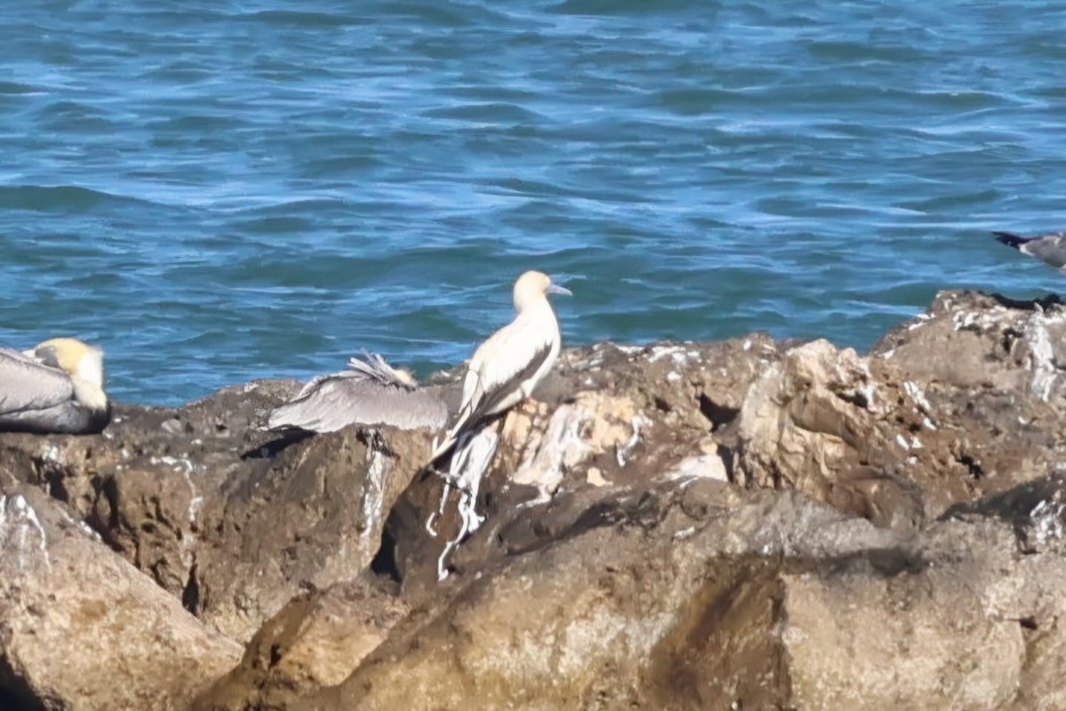 Сула червононога - ML647208946