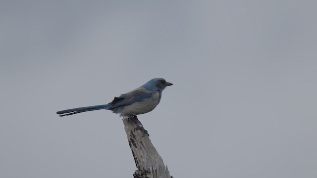 Florida Scrub-Jay - ML647208963