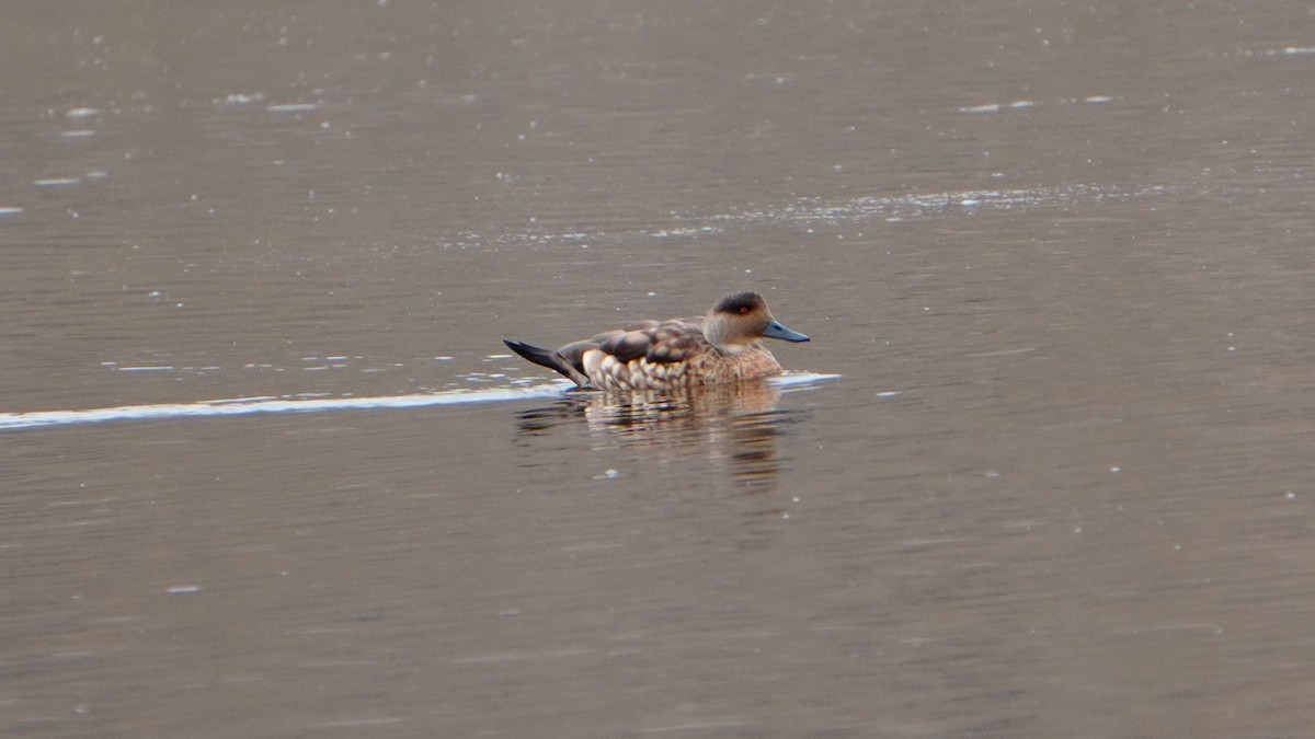 duskand - ML647208983