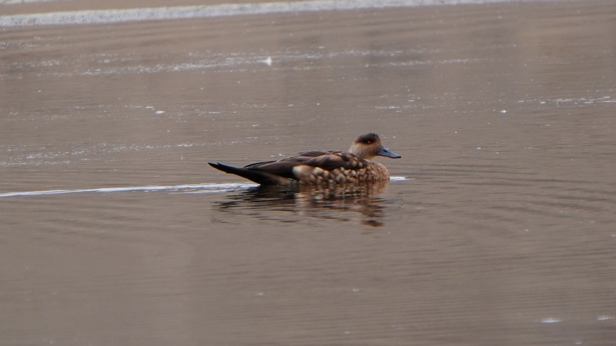 duskand - ML647208984