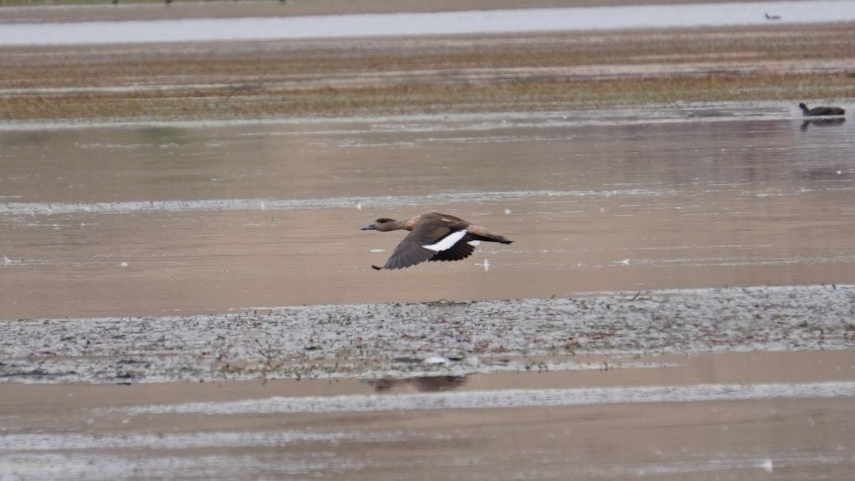 duskand - ML647208985