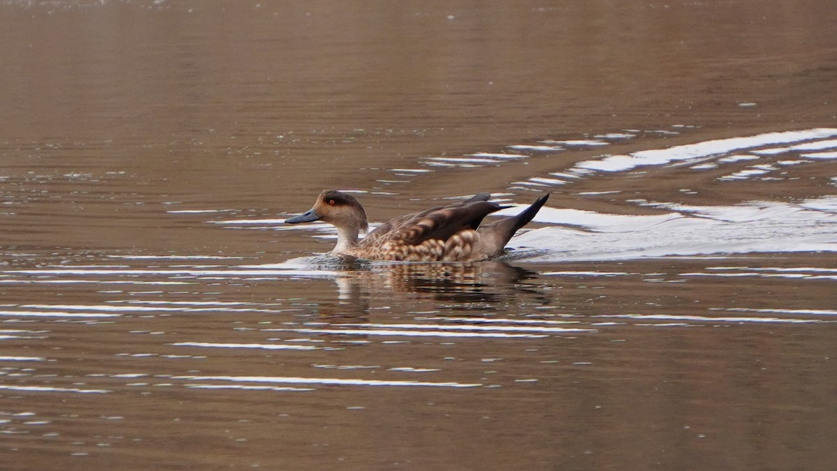 duskand - ML647208986