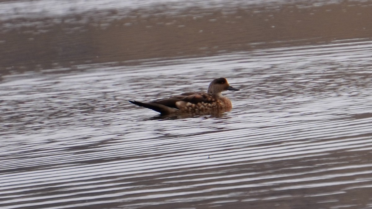 duskand - ML647208987