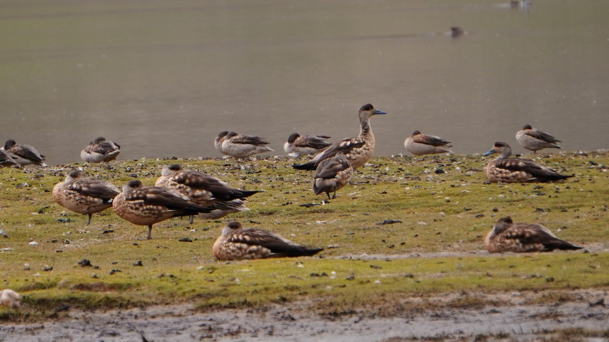 duskand - ML647208988