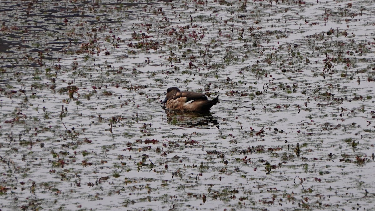 duskand - ML647208989