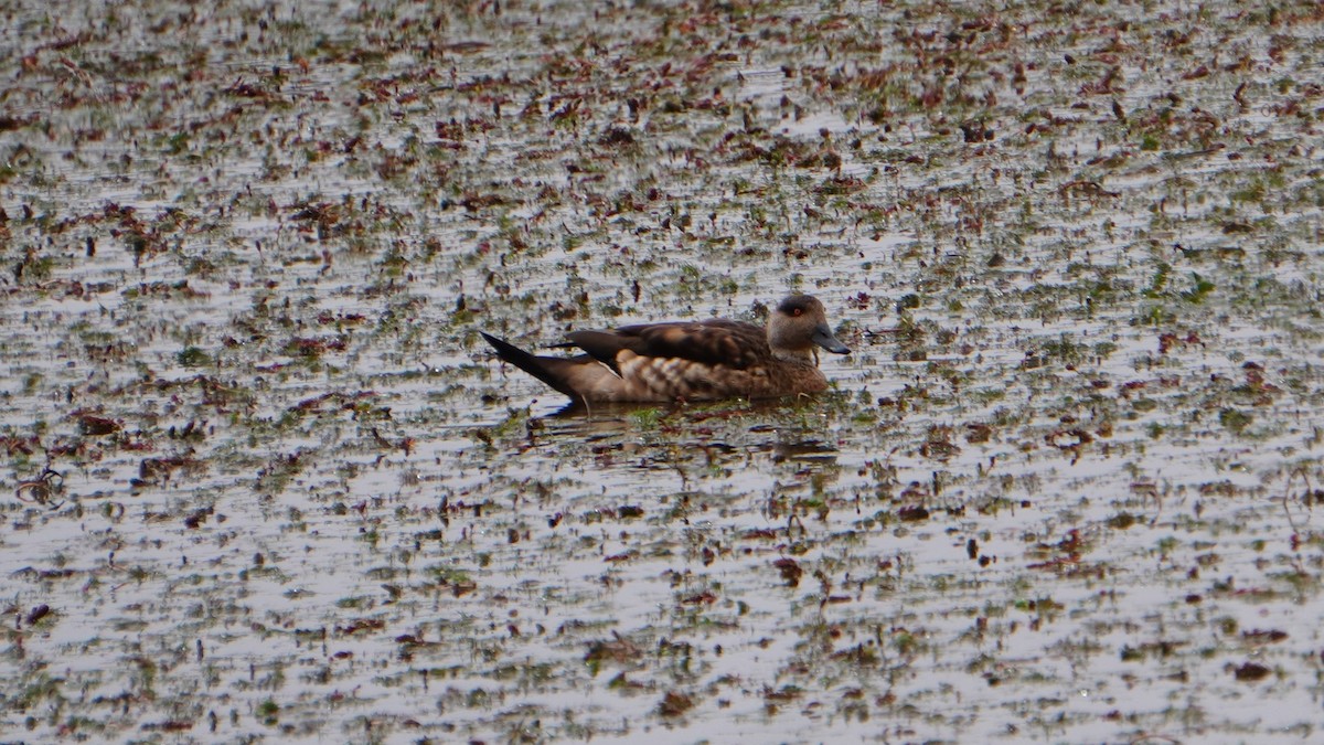 duskand - ML647208990