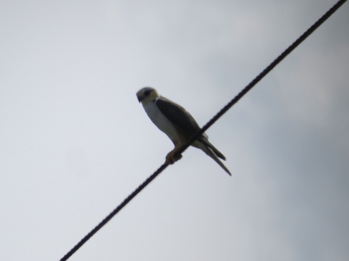 Pearl Kite - ML647209013