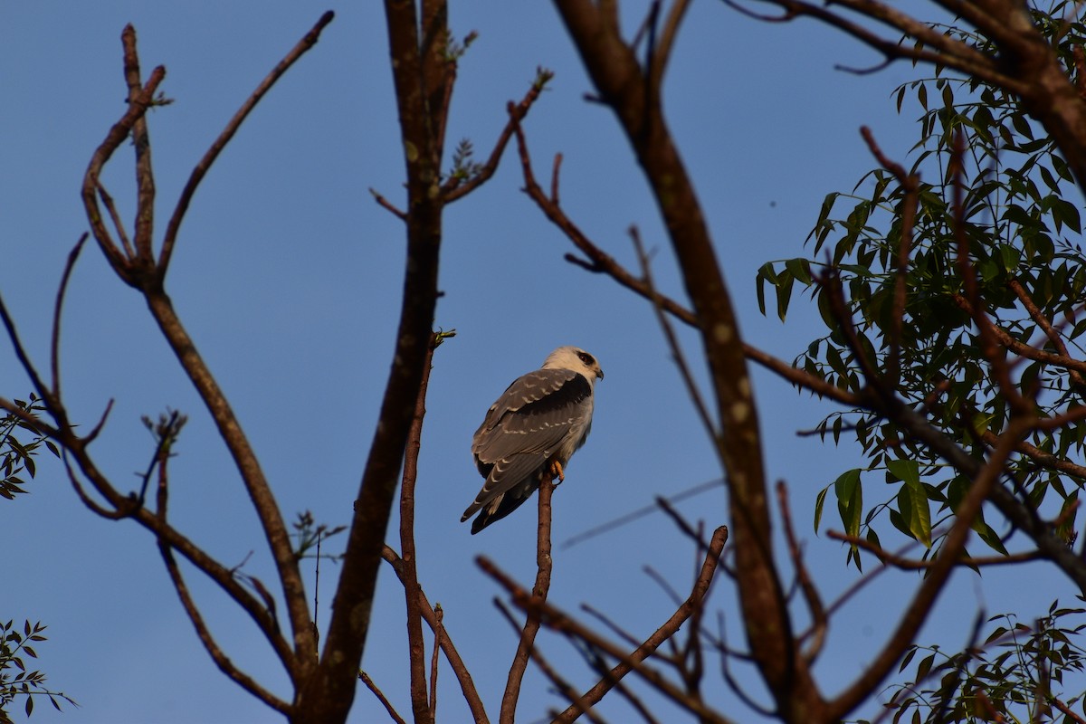 Black-winged Kite - ML647209014