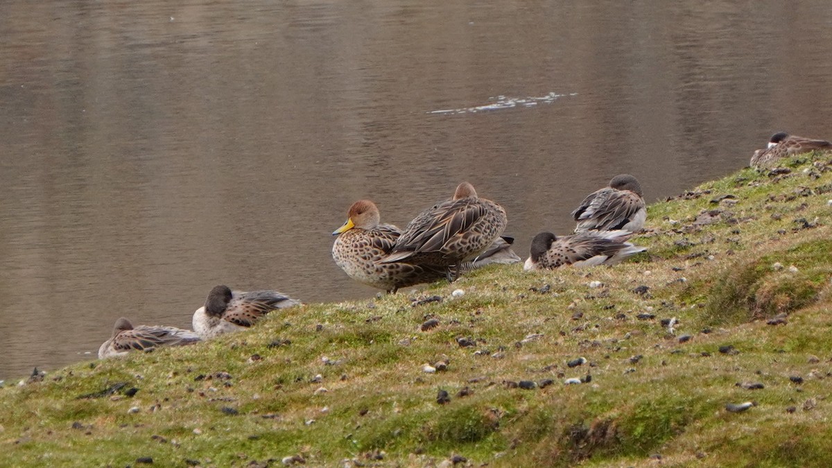 Yellow-billed Pintail - ML647209016