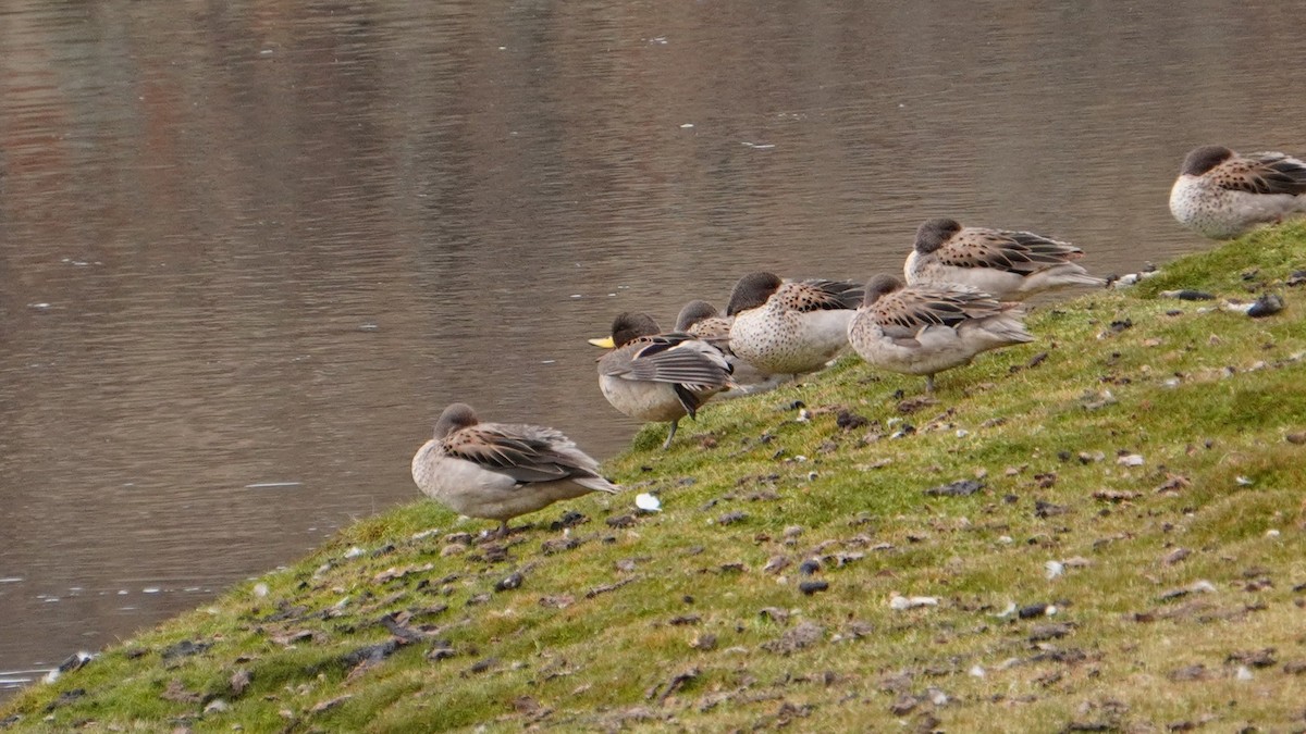 Yellow-billed Teal - ML647209024
