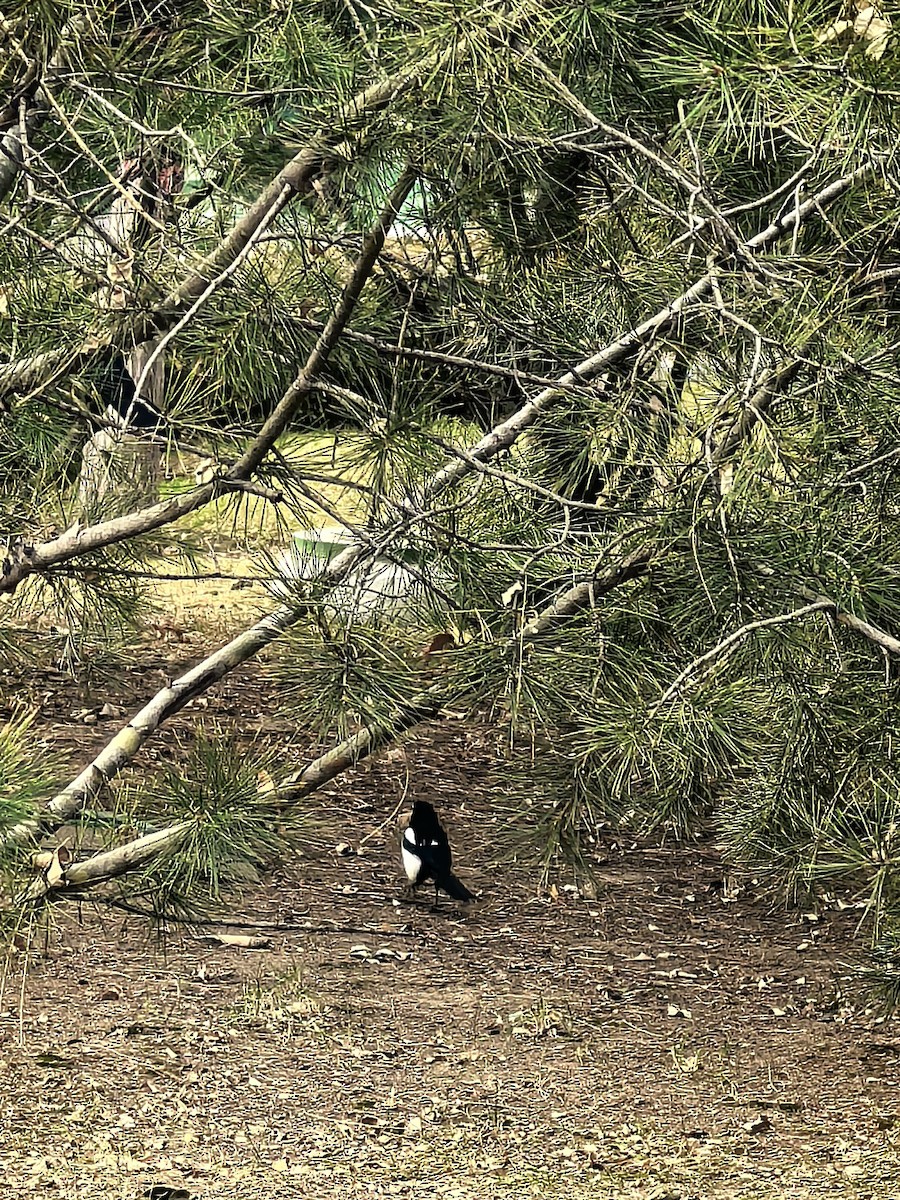 Oriental Magpie - ML647209030