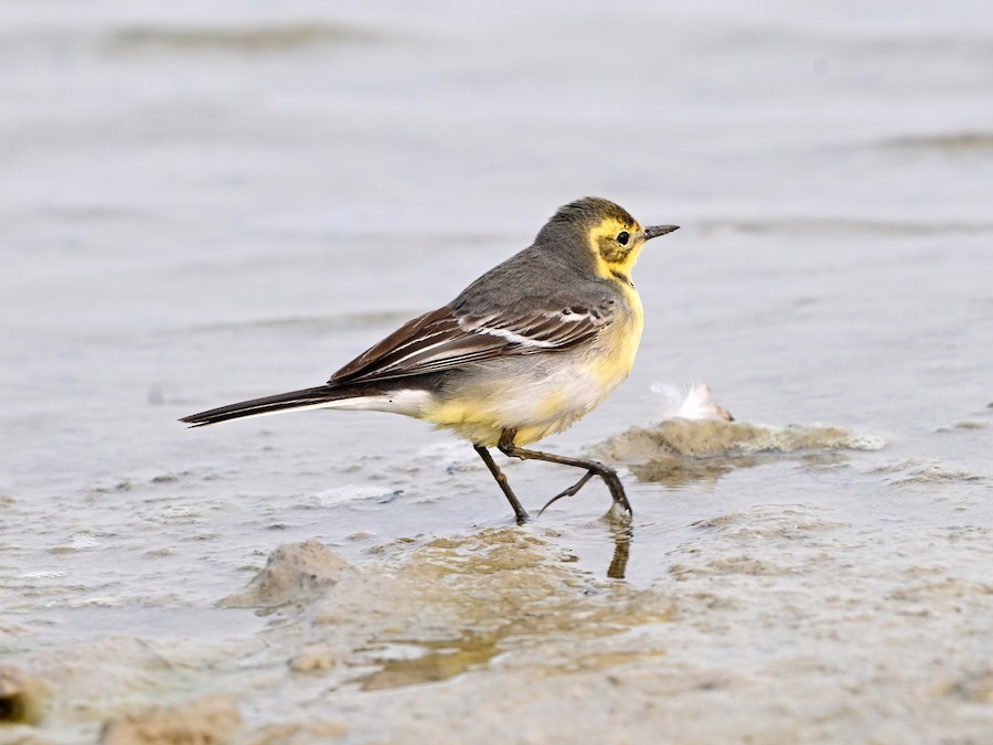 Citrine Wagtail - ML647209045