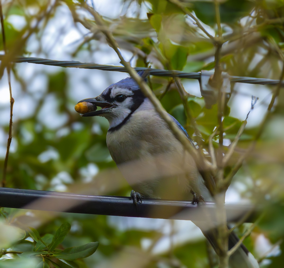 Сизойка блакитна - ML647209061