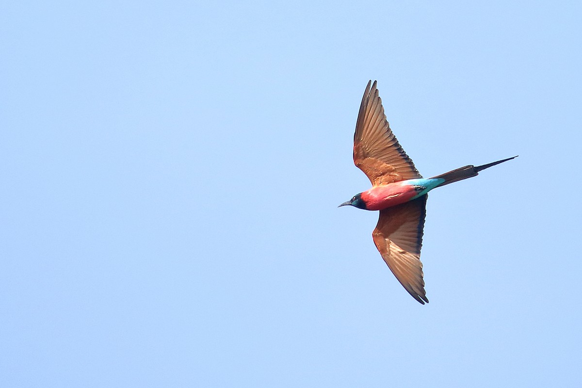 שרקרק ורוד - ML647209066