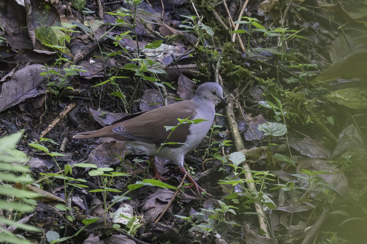 Pallid Dove - ML647209097