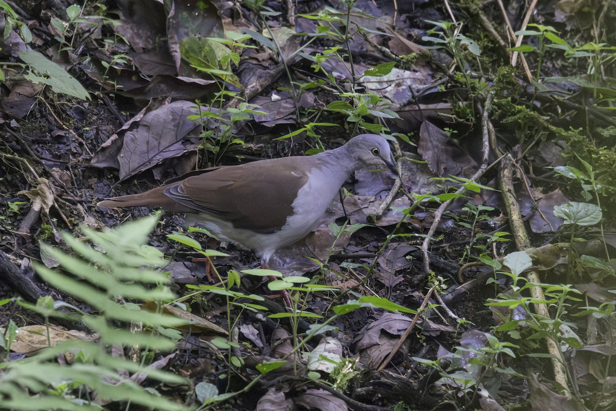 Pallid Dove - ML647209098