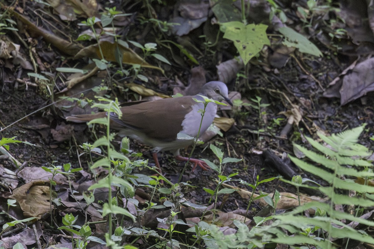 Pallid Dove - ML647209099