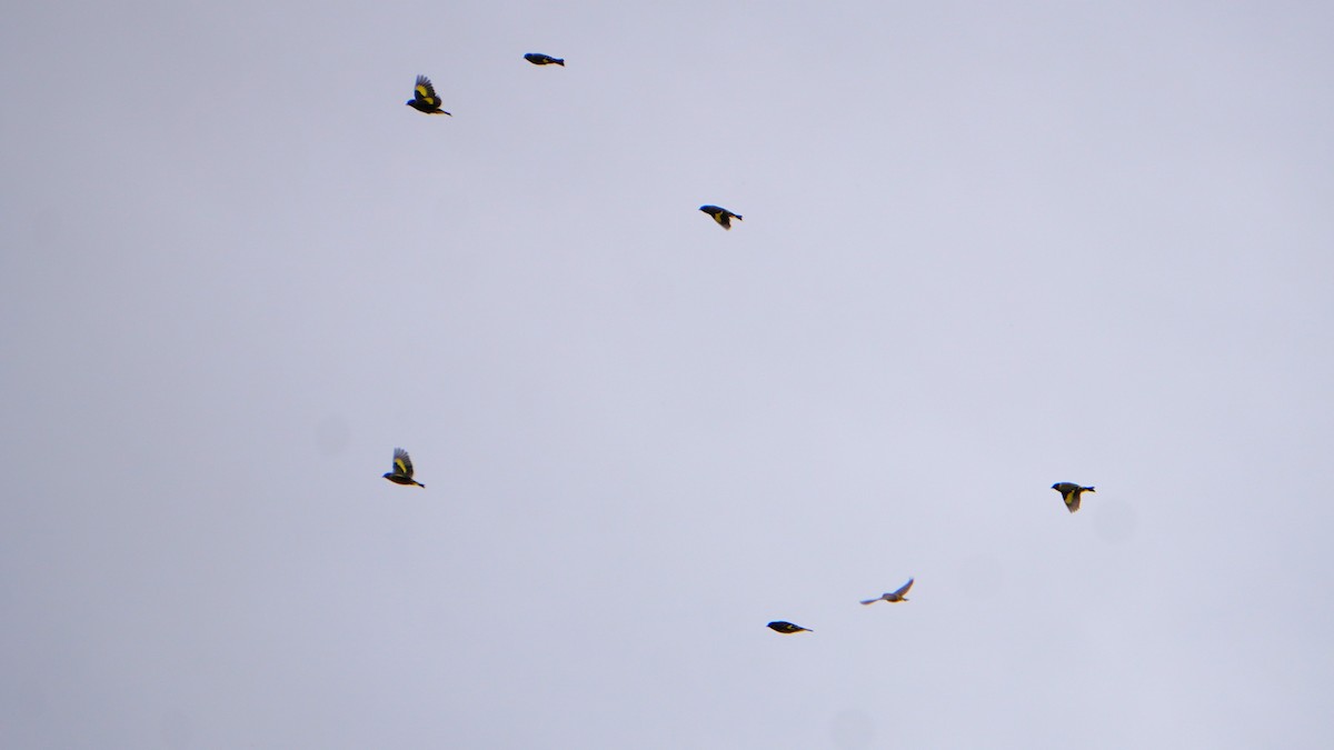 Black Siskin - ML647209107