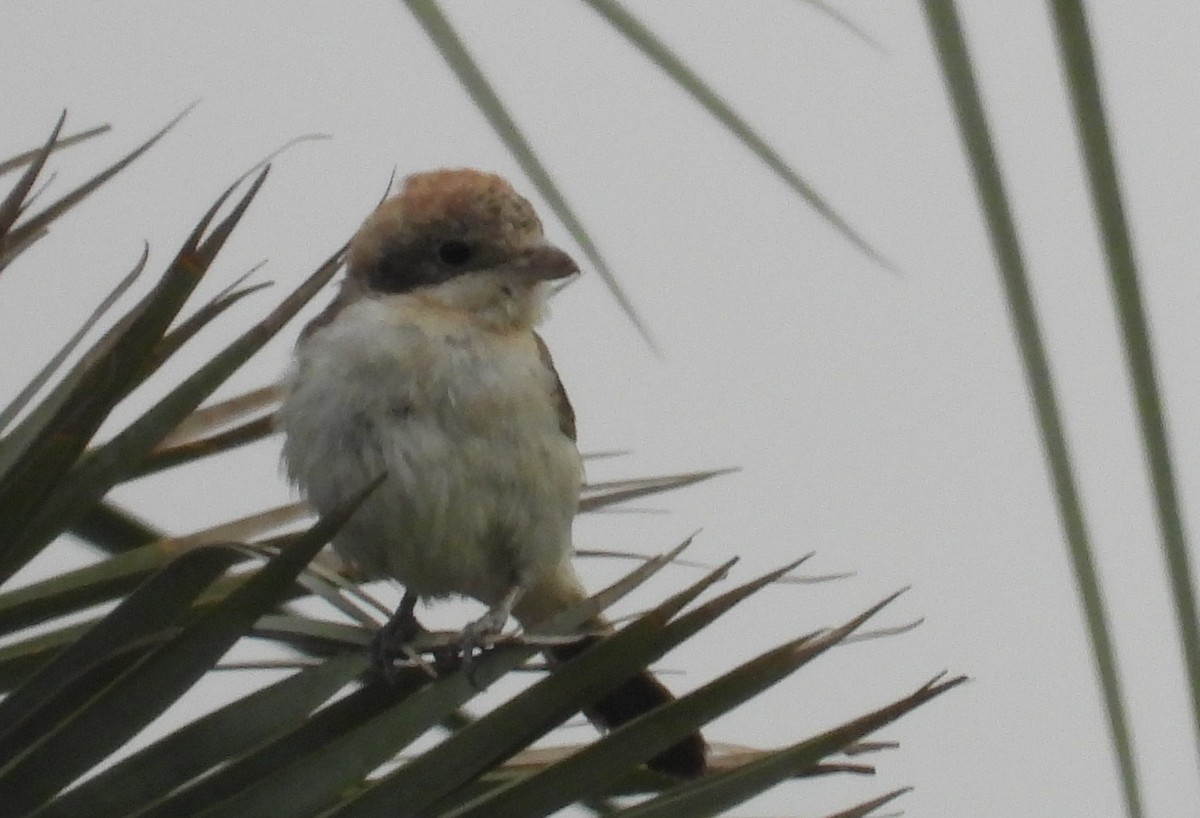 Woodchat Shrike - ML647209109