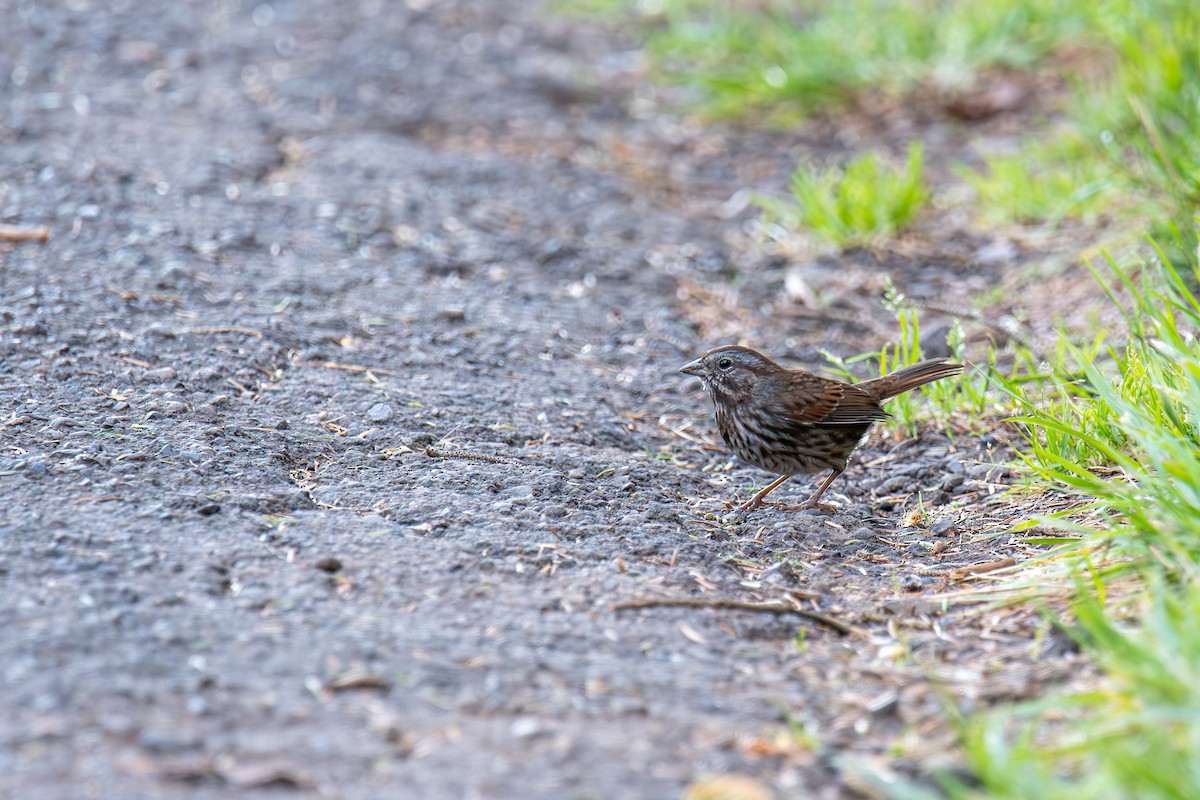 גיבתונית רוננת - ML647209110