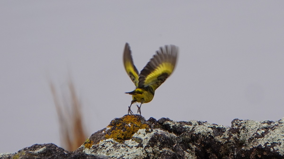 Hooded Siskin - ML647209114