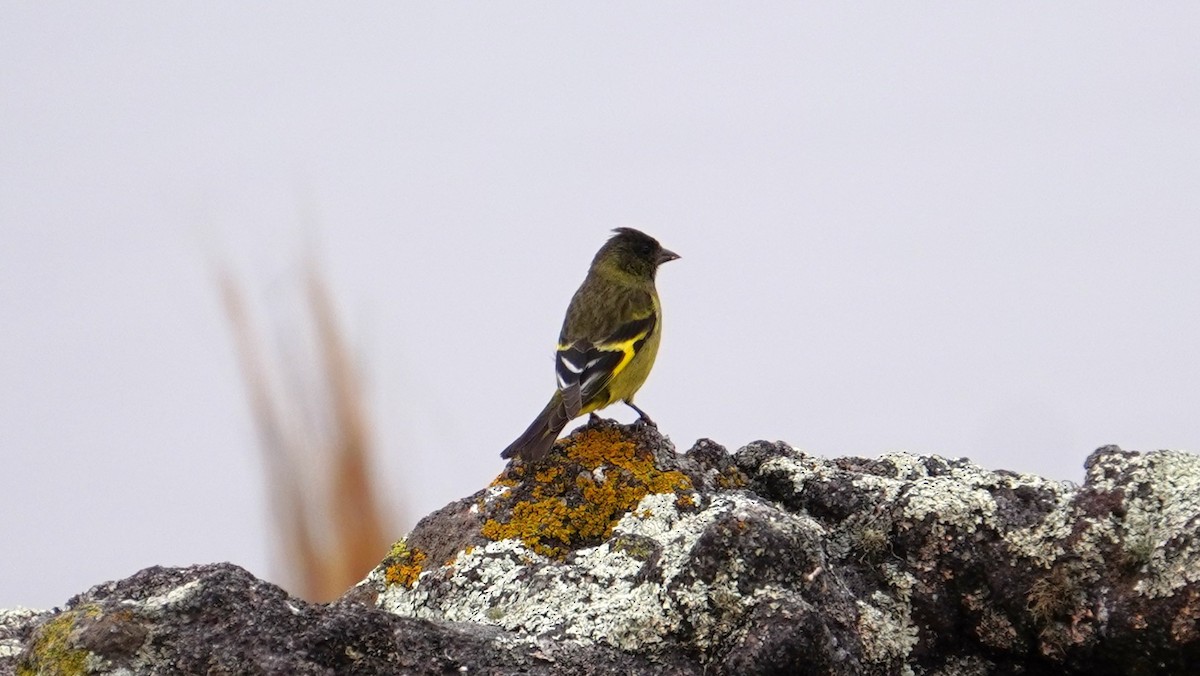 Hooded Siskin - ML647209115