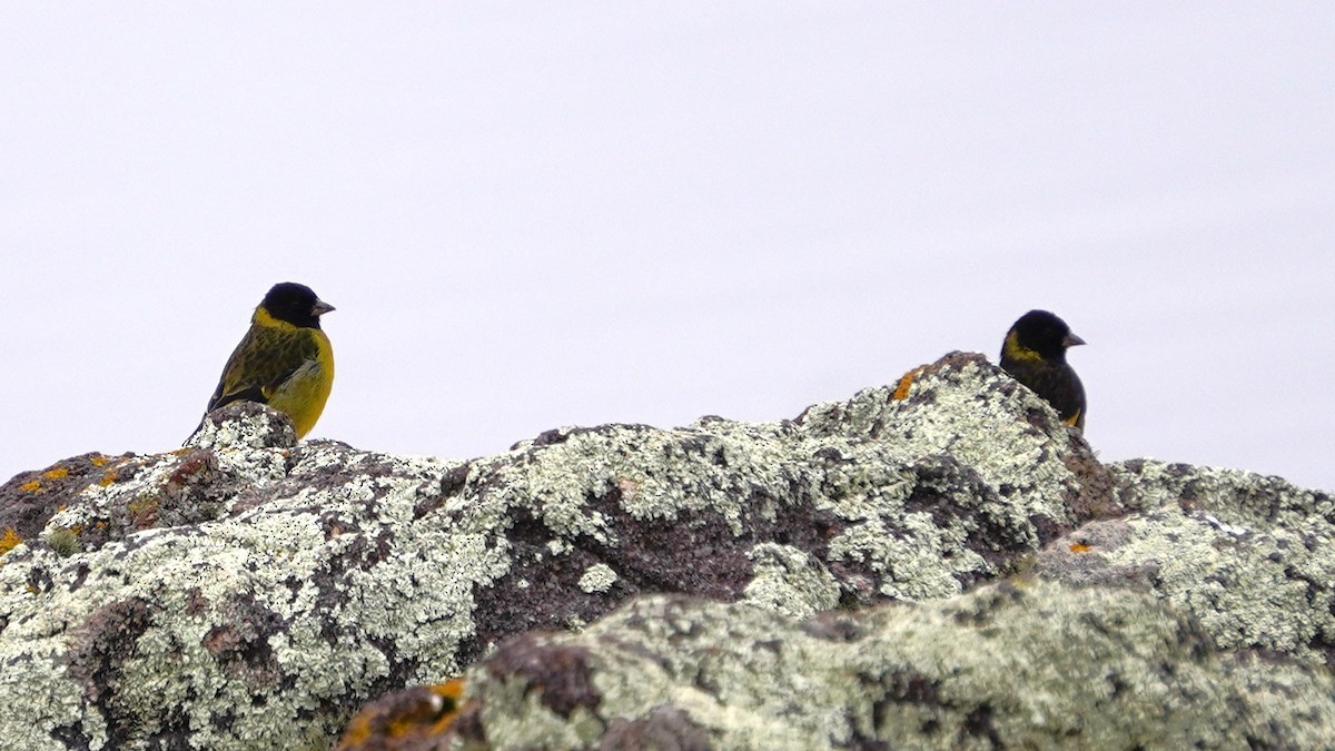 Hooded Siskin - ML647209116