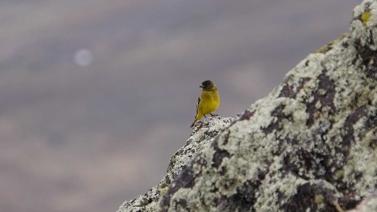 Hooded Siskin - ML647209117
