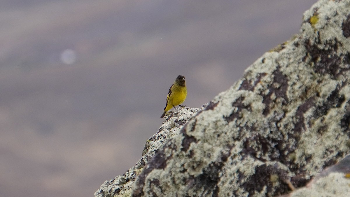 Hooded Siskin - ML647209118